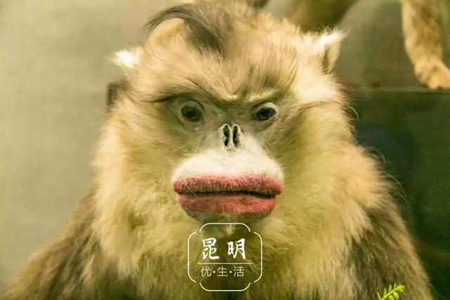 一脸不知所措的 土拨鼠有点可爱,看到它的时候,优优瞬间想到一个表情