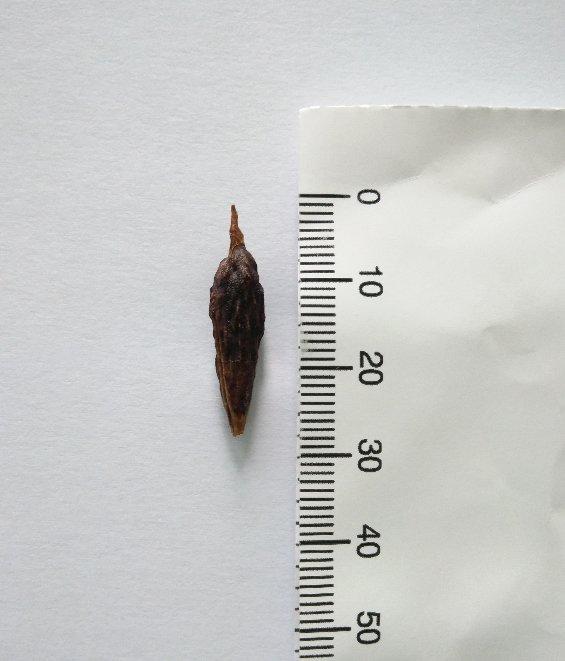 2岁男童发烧腹痛半月，原来是误吞枣核致肠穿孔