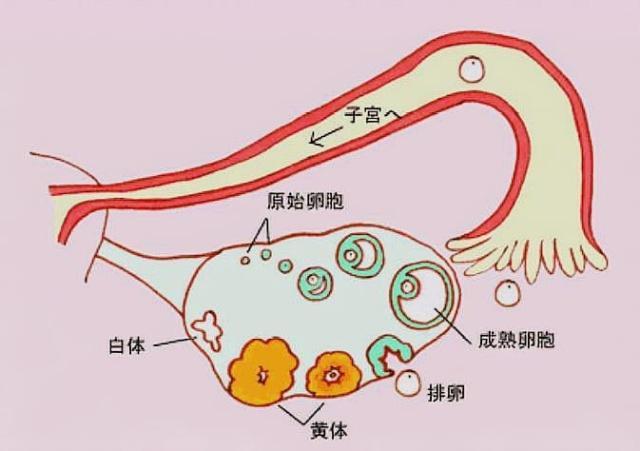 关于备孕，流传着3个谣言，很多夫妻都入坑了