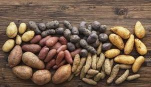 紫薯、彩椒、小番茄是转基因吗？孩子到底能不能吃