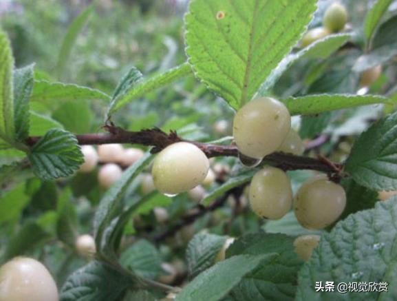 这种水果父母要舍得常买给孩子吃，能保护牙齿，还能改善孩子近视