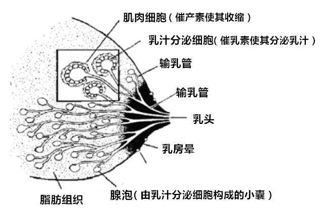 母乳量和乳房大小有关吗？答案可能跟您想的不一样