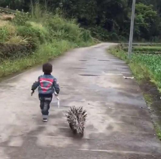 宝宝在幼儿园被欺负，第二天带“神兽”去复仇，网友：路子太野了