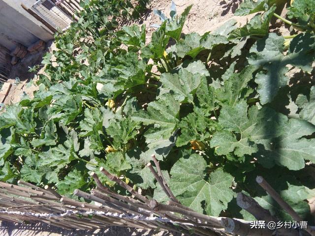 农村的孩子放学后第一件事是去菜园摘菜，见过吗？