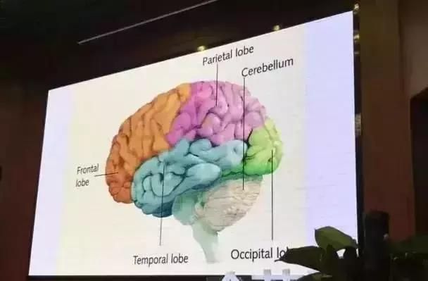 美国加州大学用医学角度告诉你：想孩子学的好，掌握三种方法！