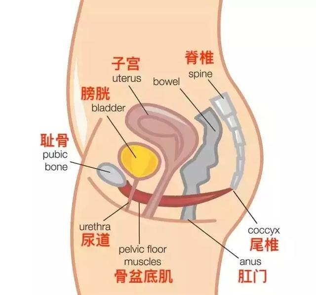 产后一打喷嚏就漏尿是怎么回事？医生分析：做好这2点就够了