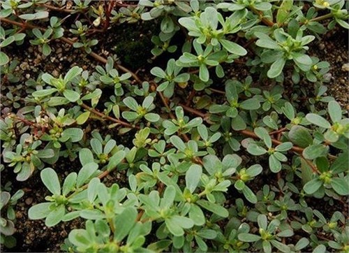 这种野菜不要钱又营养防癌还降三高但有种人千万不能吃