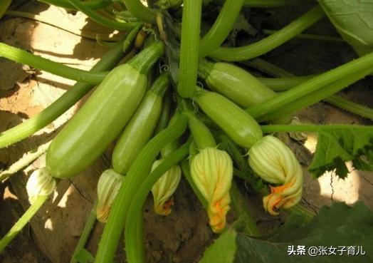 夏季用这道菜给宝宝做面条，宝宝爱吃，预防便秘，还提高免疫力