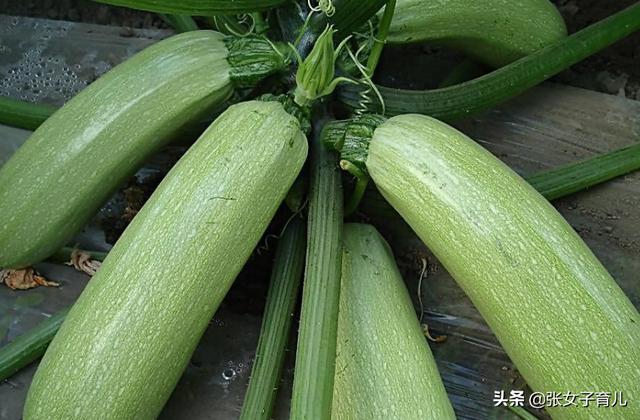 夏季用这道菜给宝宝做面条，宝宝爱吃，预防便秘，还提高免疫力
