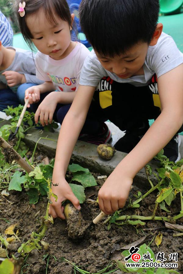 芒种芒种,连收带种