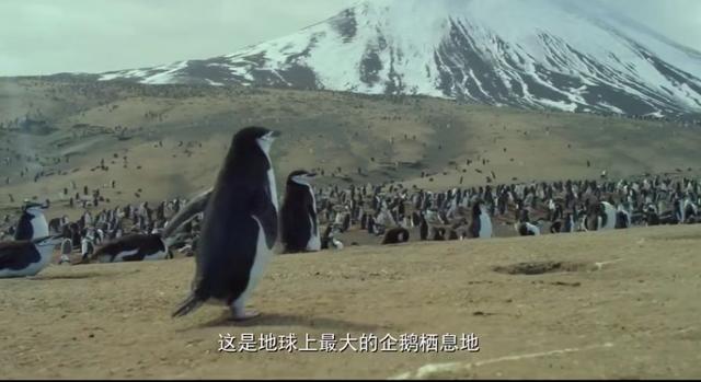 今天早上，他们为了孩子从悬崖上跳进了大海