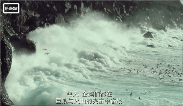 今天早上，他们为了孩子从悬崖上跳进了大海