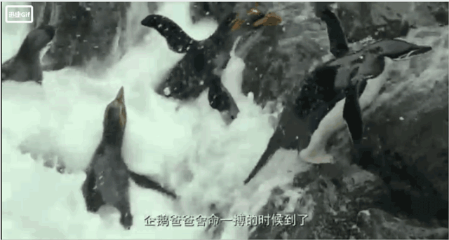 今天早上，他们为了孩子从悬崖上跳进了大海
