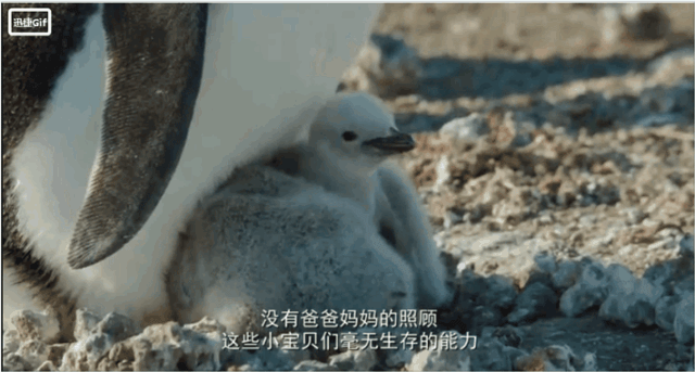 今天早上，他们为了孩子从悬崖上跳进了大海