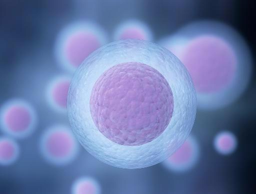 怀孕50天的孕囊大小是怎样的呢？若没出现胎心怎么办呢？