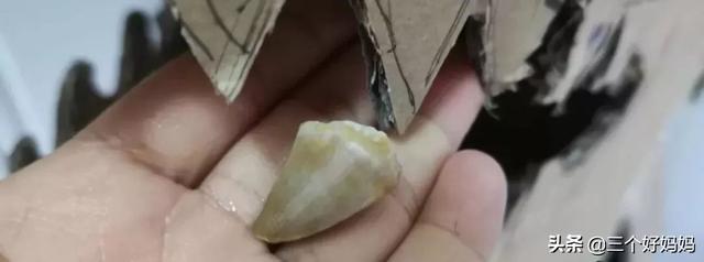 了解科普知识并不难，孩子亲手挖出真化石，边玩边穿越几万年团购