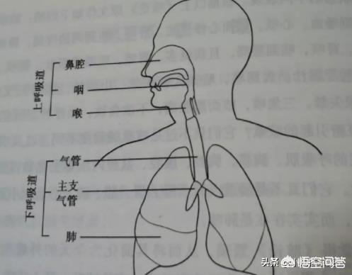 孩子咳嗽听着有痰音怎么办？这5个止咳化痰小儿推拿手法祛痰快