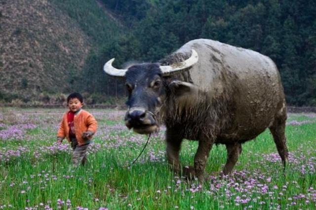以前的父母，是如何“放养”孩子的？90后父母：可算长见识了