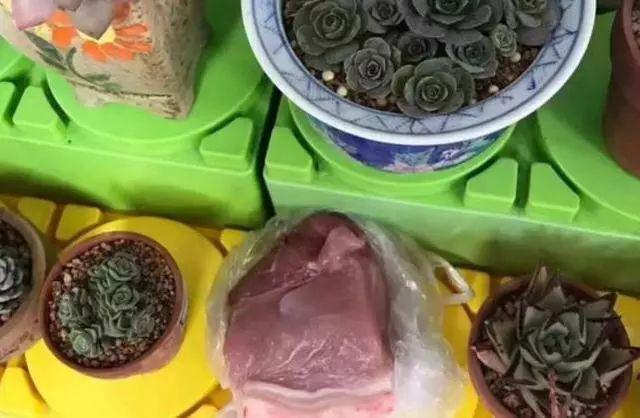老师让带多肉，奶奶给娃备了一桶“多肉”，结果惹得老师哈哈大笑