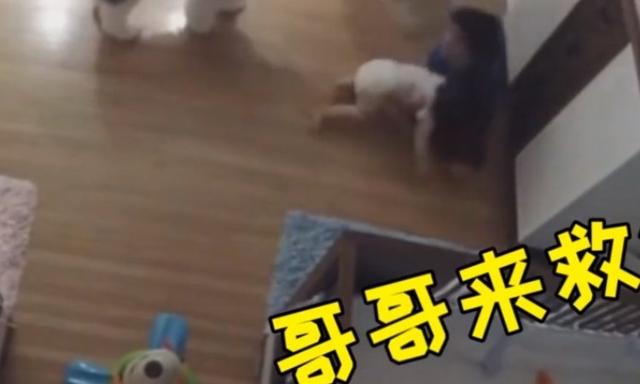 妹妹突然从桌上摔下，哥哥神反应一把接住，网友：超人哥哥