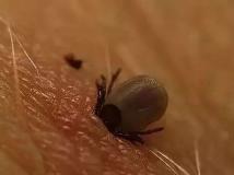 每年都有孩子因它死亡！不知道这些虫子的可怕，别急着带娃出门