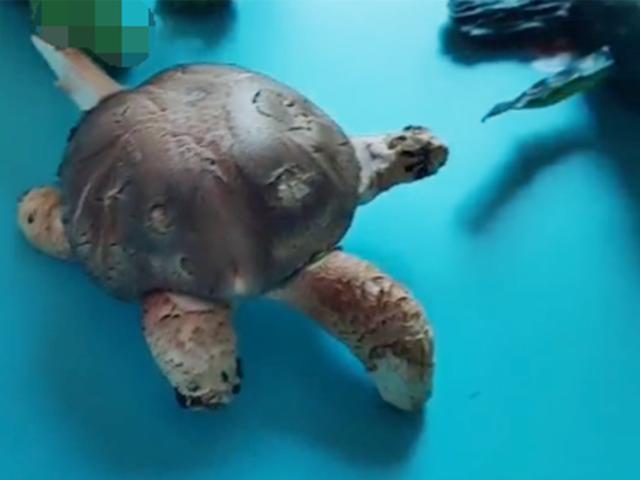 幼儿园蔬菜手工作业，家长们真是一个比一个有才，老师都被逗笑了