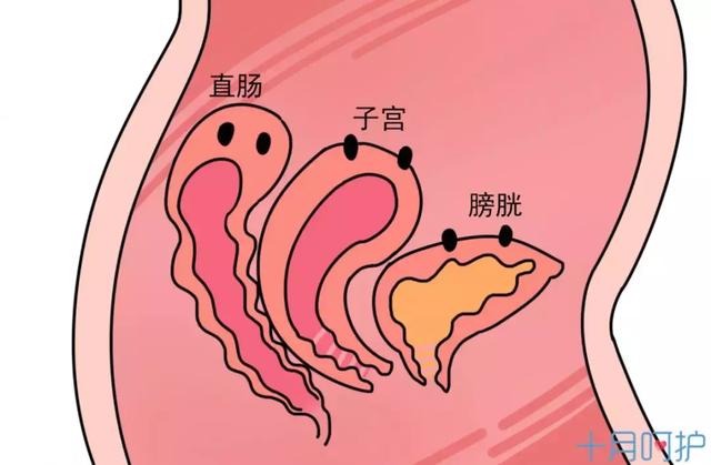 怀孕到底多辛苦？这个地方被整整撑大了1000倍