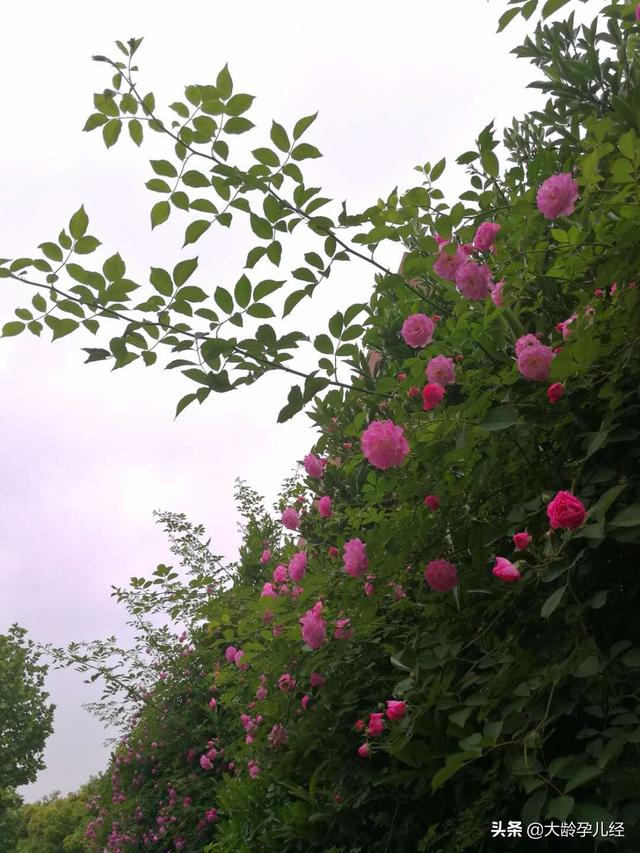 雇佣保姆有讲究，你知道选择什么样的保姆吗？