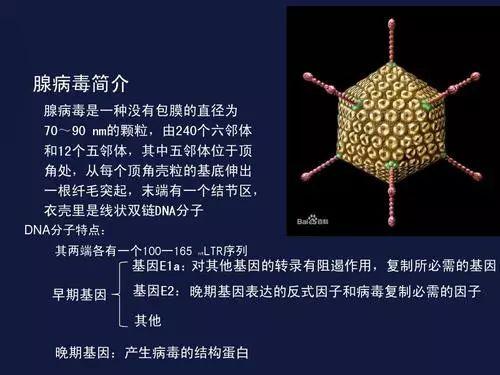 近期高发！高传染性病毒来袭，致死率较高且没有疫苗~