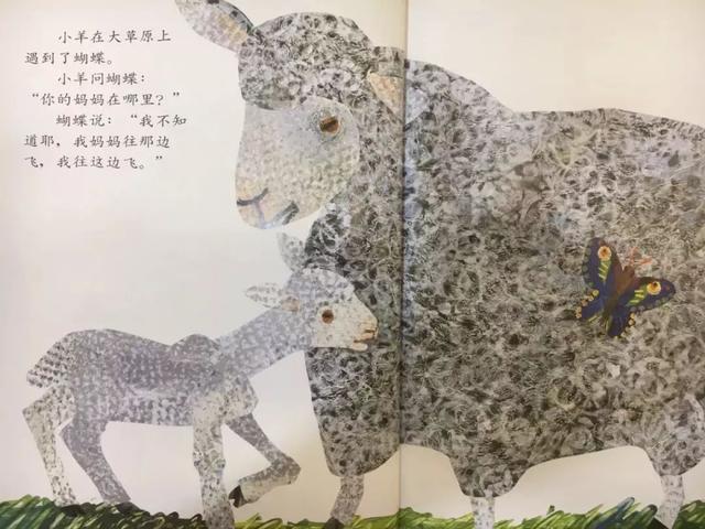 经典绘本 |《小羊和蝴蝶》