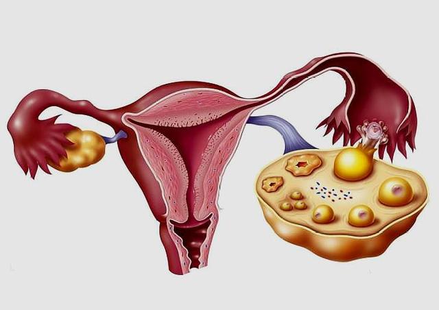 备孕划重点：女人一个月排几次卵？卵子会在哪一天排出？