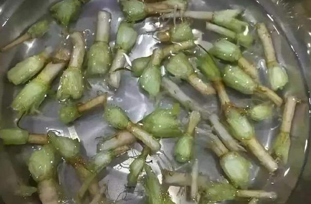 夏季孩子无论什么咳嗽，煮碗水，不担心感冒、咳嗽、流鼻涕