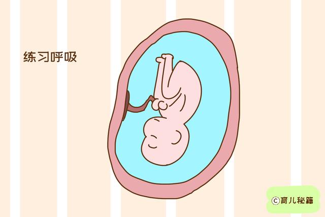 孕后期，胎宝宝在妈妈肚子里做些什么？简直不要太可爱