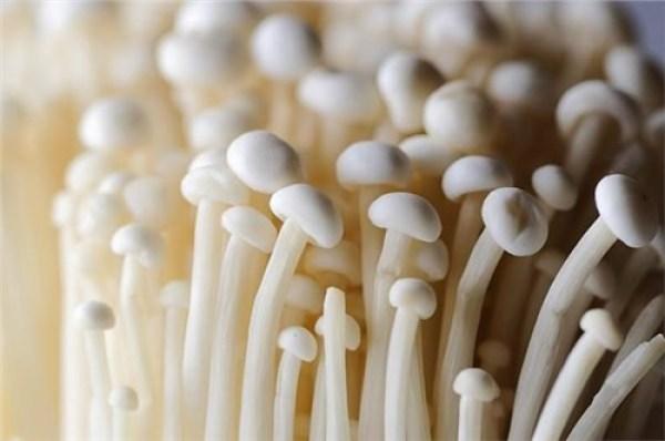 想让孩子提高免疫力？平时多吃5种菌类