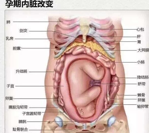 胎儿在肚子里妈妈内脏会发生哪些变化，这些图让人泪奔，母爱伟大
