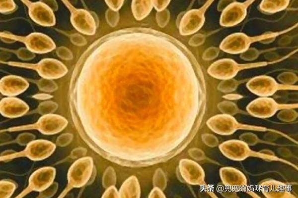 怎么才能怀上双胞胎，除了自然受孕，这3种方式你愿意尝试吗？