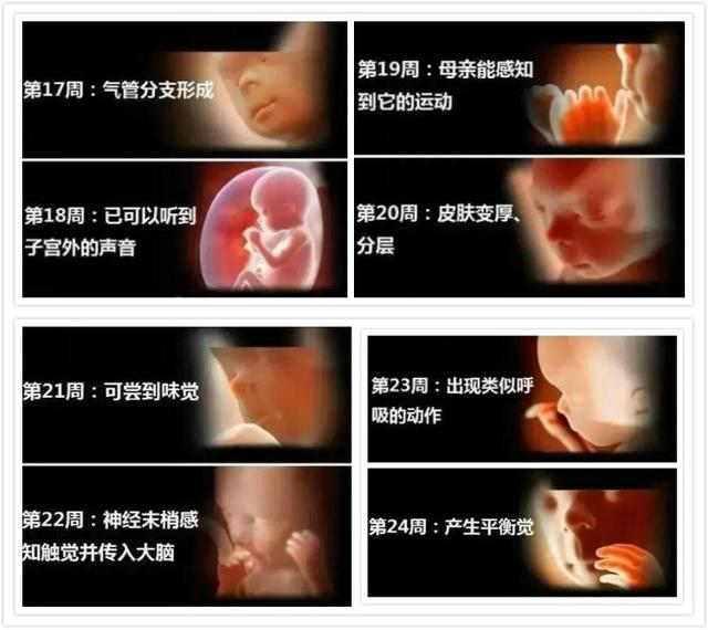 胎儿在肚子里妈妈内脏会发生哪些变化，这些图让人泪奔，母爱伟大