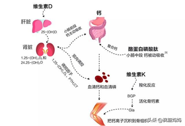 孩子喝的牛奶，怎样变身高？补足这几种营养，暑假助力长高个
