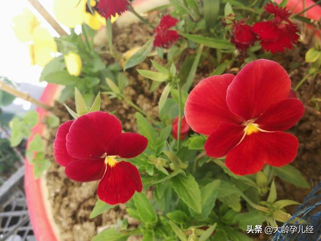 如何让你的宝宝养成听音乐的习惯，培养音乐修养？