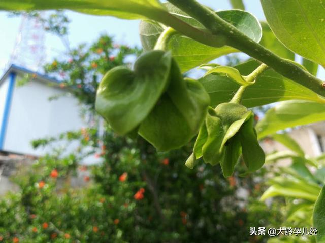 六个月到一岁前的婴儿体态语，你知道吗？