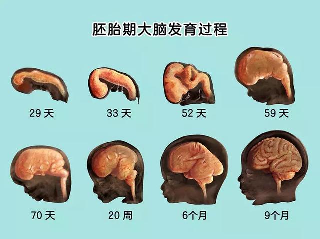 为什么总说，“头三年是孩子大脑发育关键期”？