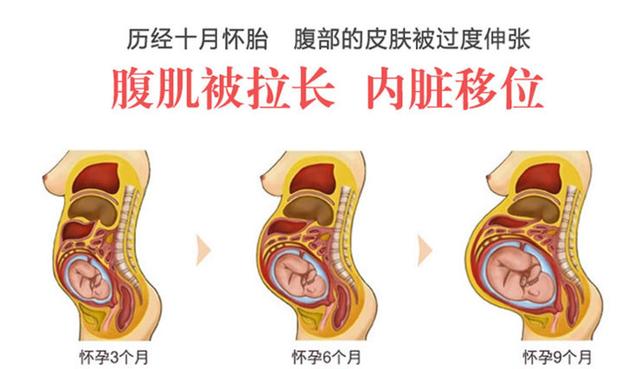 怀孕后，孕妇的内脏会变什么样？3张图告诉你，这不是一般的辛苦