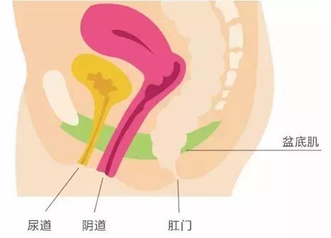 孕晚期漏尿，产后阴道松弛，试试这个小动作，管用