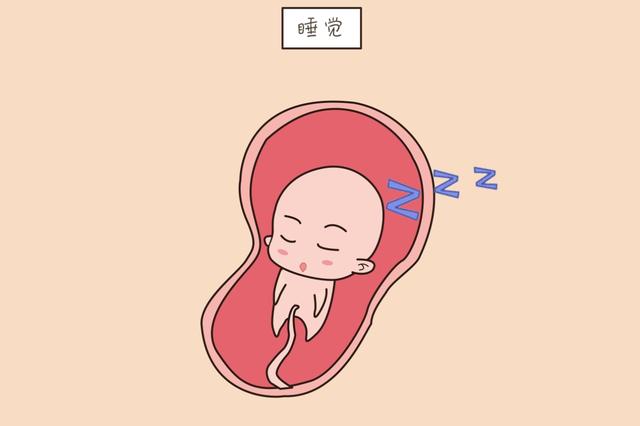 ?胎儿日记：胎宝宝在肚子中是如何度过每一天的，看完心要融化了