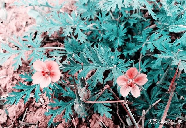 静等花开，家长要有陪蜗牛去散步的耐心，谈谈家长与孩子的那些事