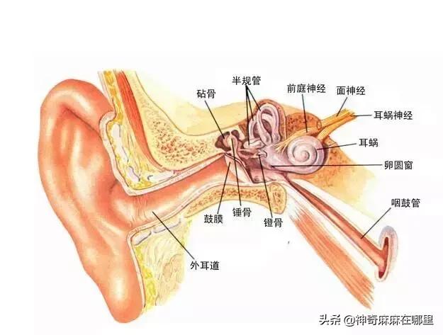 宝宝的耳屎要掏吗？
