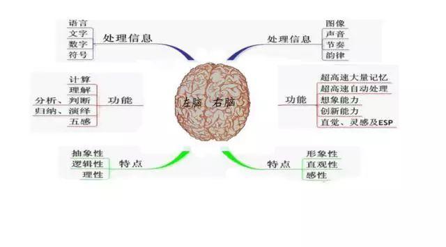 正确开发孩子右脑 提高快速记忆能力