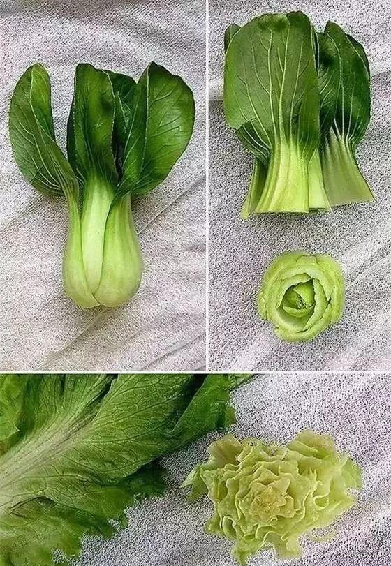 绝了！麻麻厨房切掉的菜头菜梗，被孩子偷偷捡起来做成了花