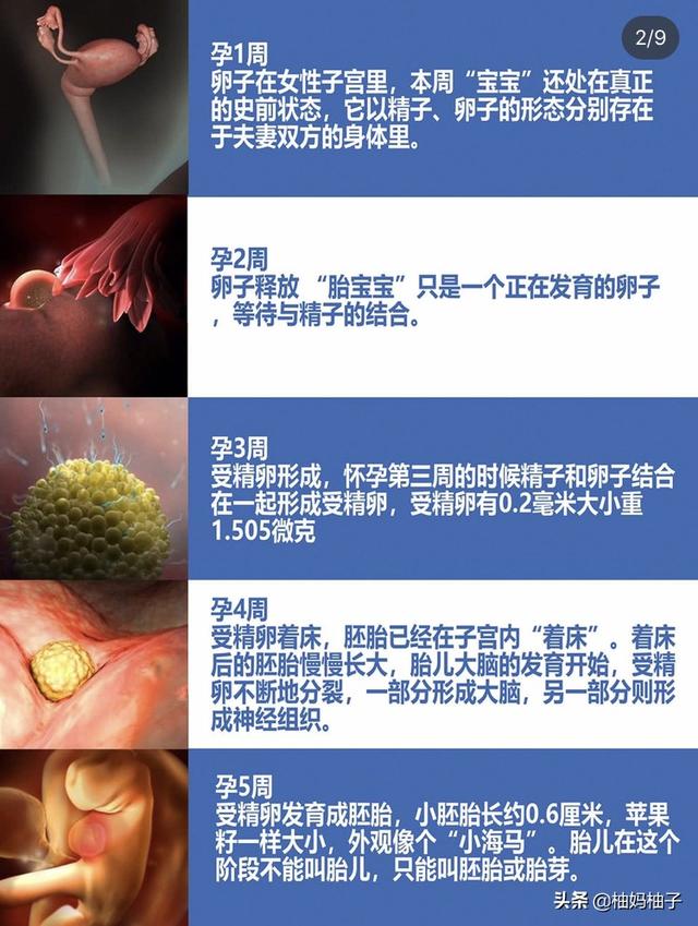 孕期1-40周胎儿发育详细过程，彩色3D图版，了解一下