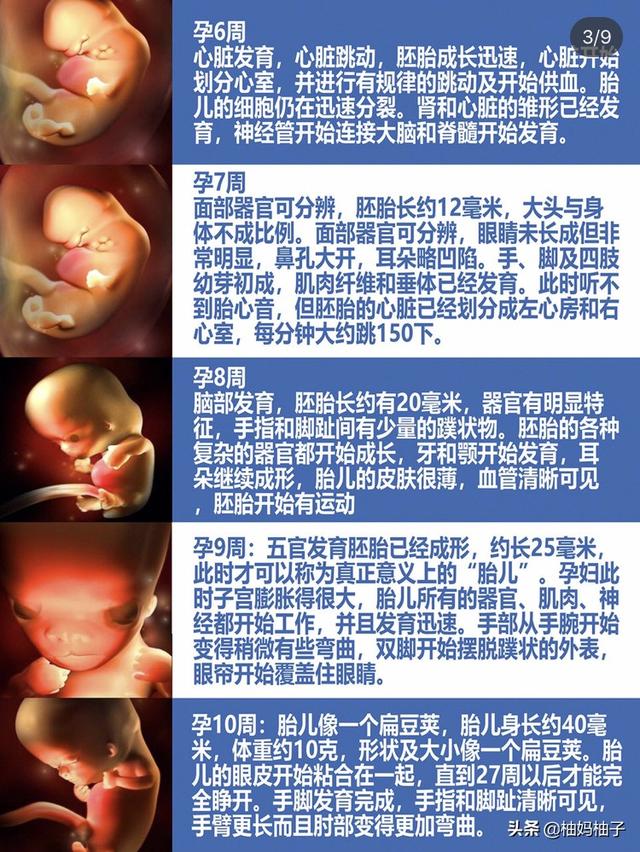 孕期1-40周胎儿发育详细过程，彩色3D图版，了解一下